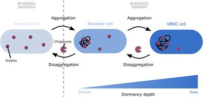 Protein Aggregation as a Bacterial Strategy to Survive Antibiotic Treatment
